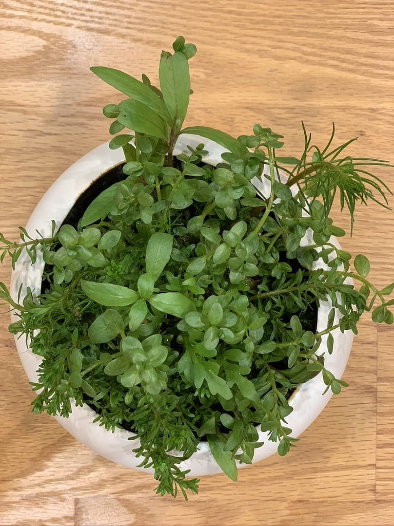 【徒然日記】侘び草(わびくさ)